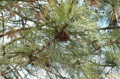 Pinus ponderosa